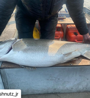 Reel in Giant Lake Trout Here